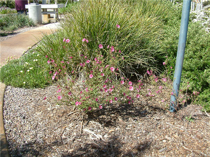 Plant photo of: Callirhoe involucrata