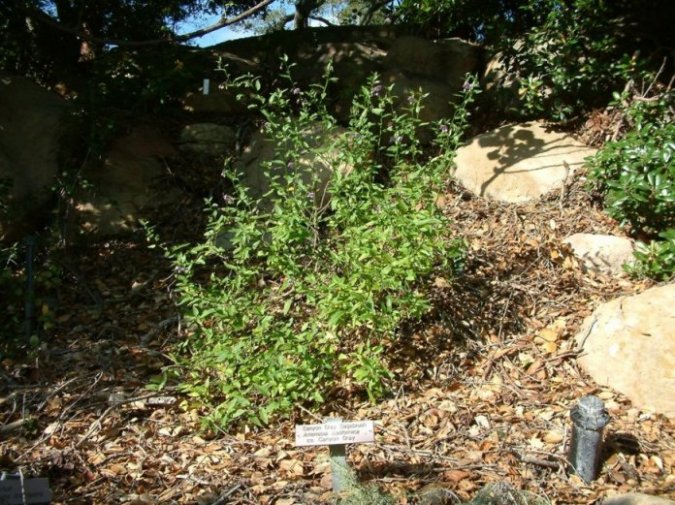 Plant photo of: Artemisia californica