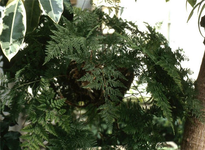Plant photo of: Rumohra adiantiformis