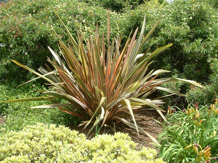 Plant photo of: Phormium tenax 'Rainbow Warrior'