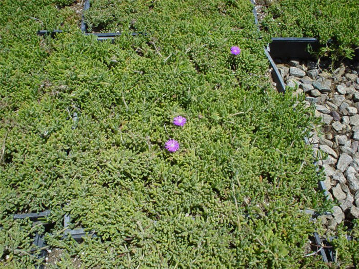 Plant photo of: Drosanthemum hispidum