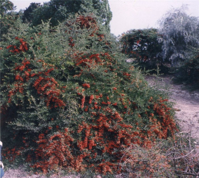 Plant photo of: Pyracantha coccinea 'Fiery Cascade'