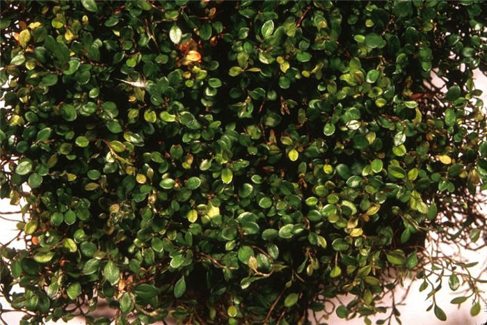 Plant photo of: Muehlenbeckia axillaris