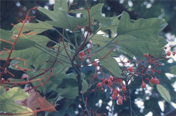 Plant photo of: Brachychiton acerifolius