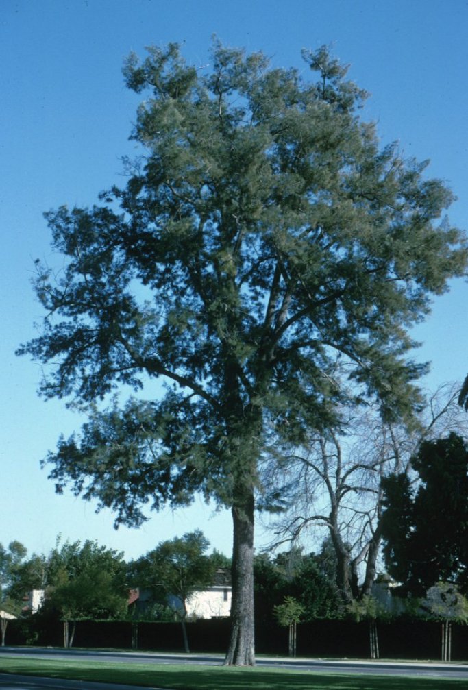 Plant photo of: Casuarina equisetifolia