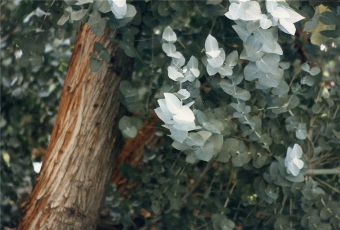 Plant photo of: Eucalyptus pulverulenta