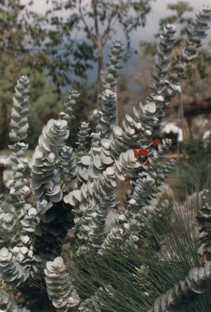 Plant photo of: Eucalyptus rhodantha