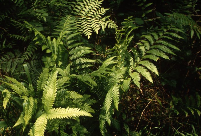 Plant photo of: Woodwardia areolata