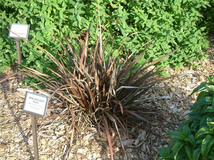 Plant photo of: Phormium tenax 'Jack Spratt'