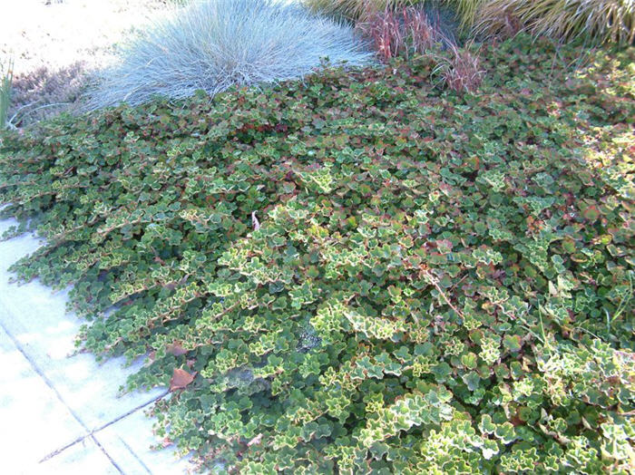 Plant photo of: Rubus pentalobus