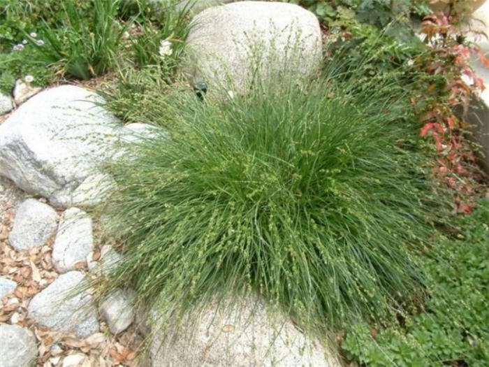 Carex pansa