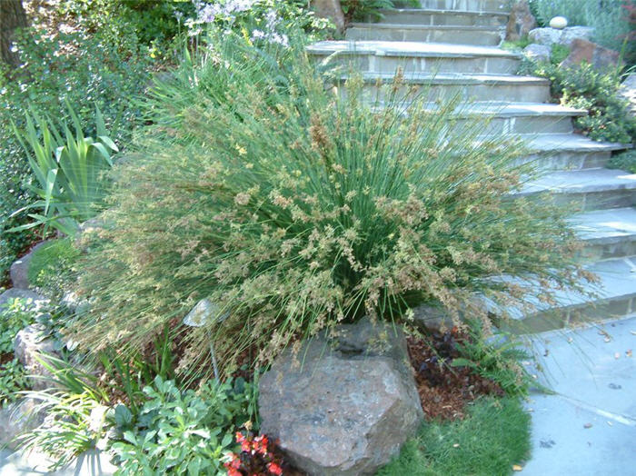 Plant photo of: Juncus patens