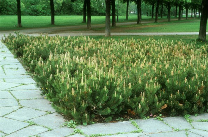 Plant photo of: Pinus mugo mugo