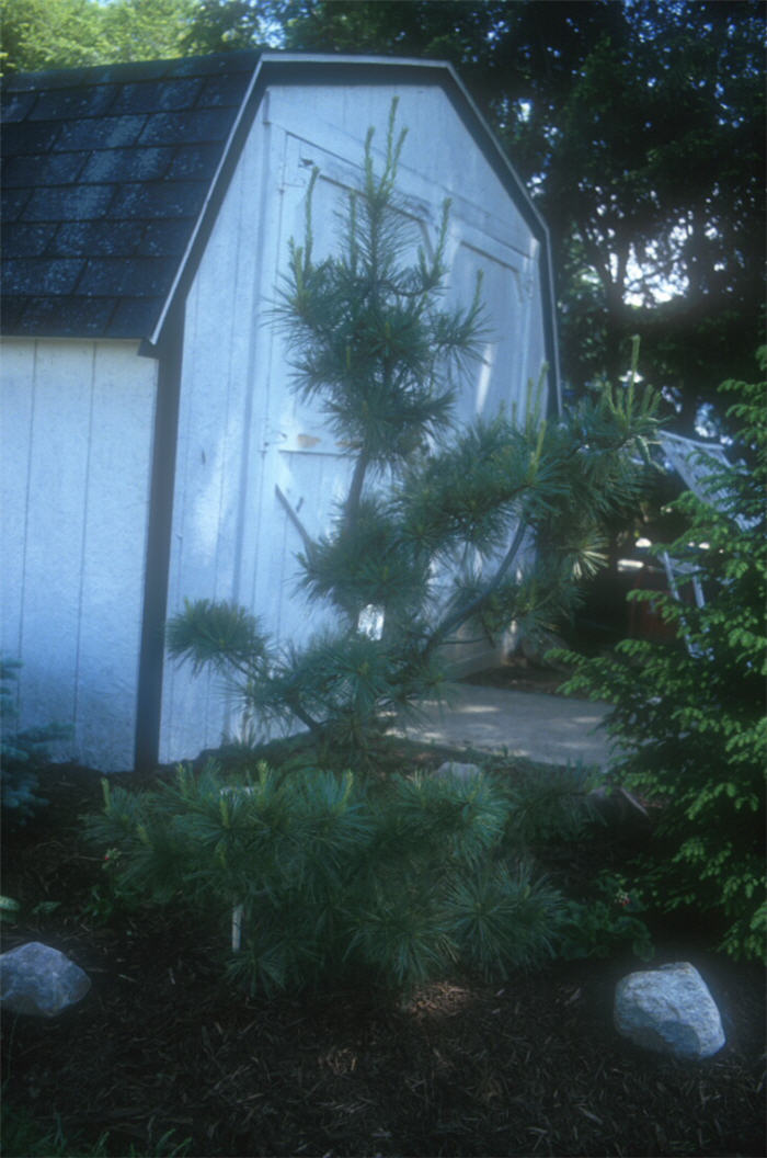 Plant photo of: Pinus strobus 'Contorta'