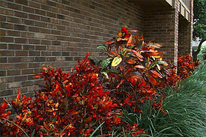 Plant photo of: Codiaeum variegatum