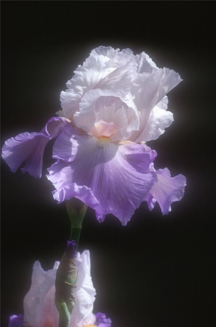 Mountain Violet Bearded Iris
