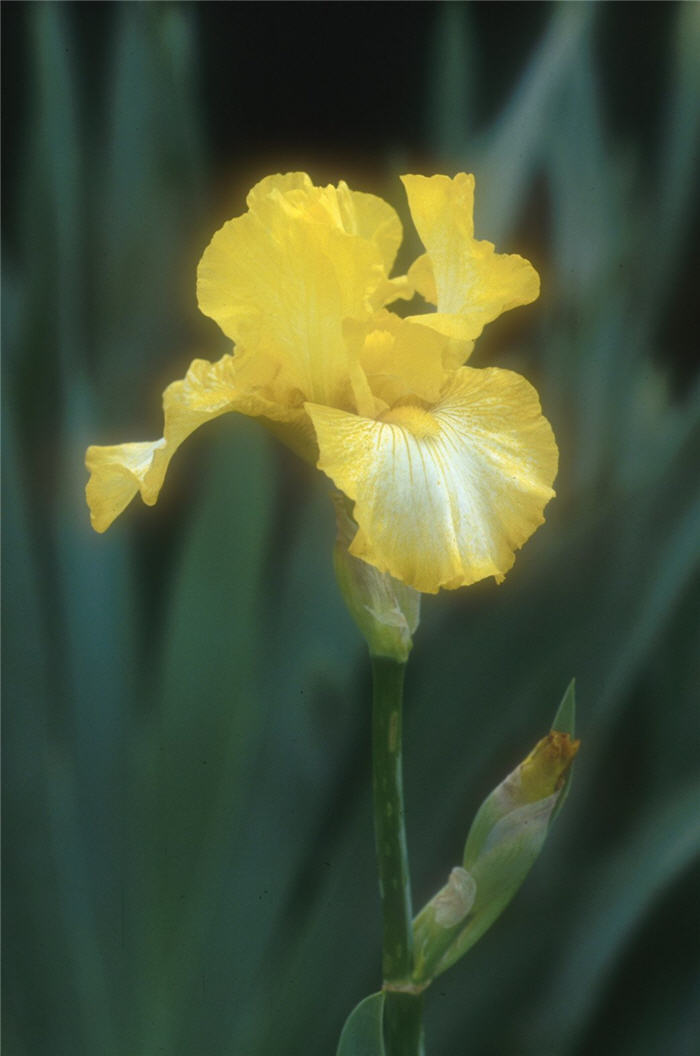 Light Beam Bearded Iris