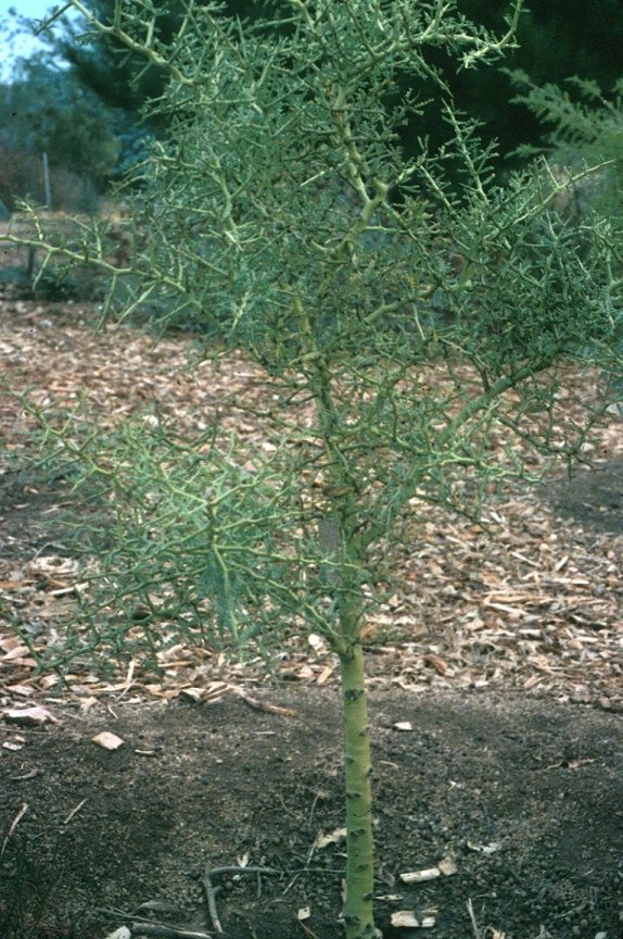 Plant photo of: Cercidium microphyllum