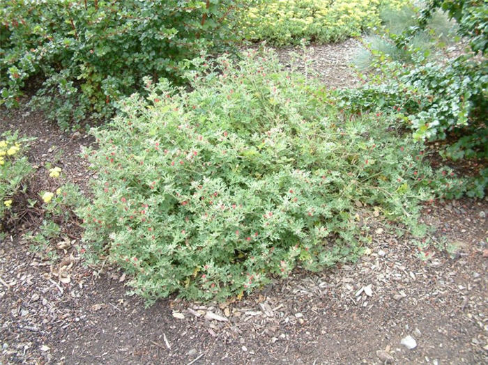 Plant photo of: Sphaeralcea ambigua