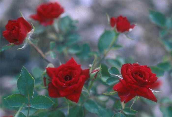 Plant photo of: Rosa 'Don Juan'