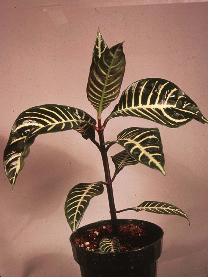 Plant photo of: Aphelandra squarrosa