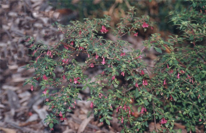 Thyme Leafed Fuchsia, Teardrop Fuch