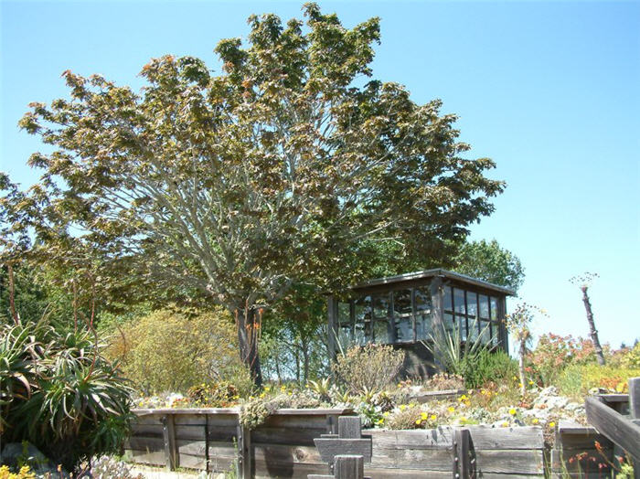 Plant photo of: Acer macrophyllum