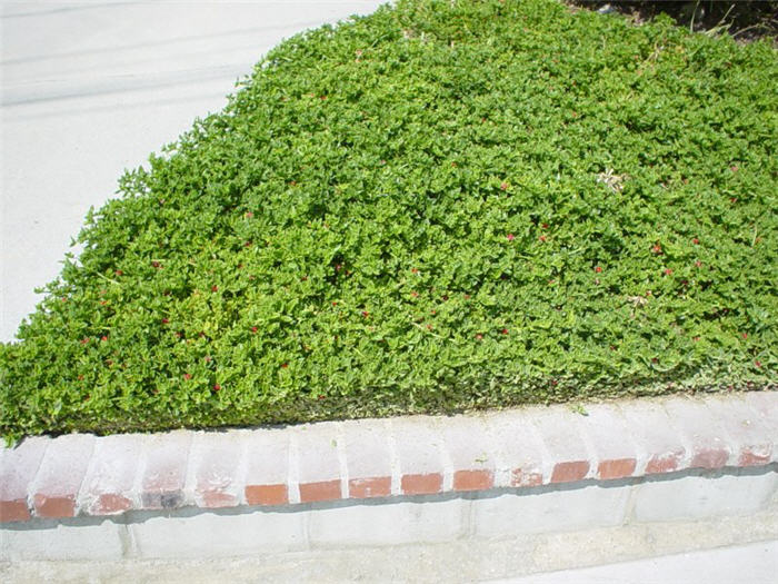 Plant photo of: Aptenia cordifolia
