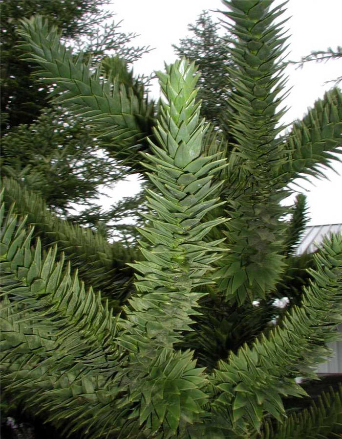 Plant photo of: Araucaria araucana