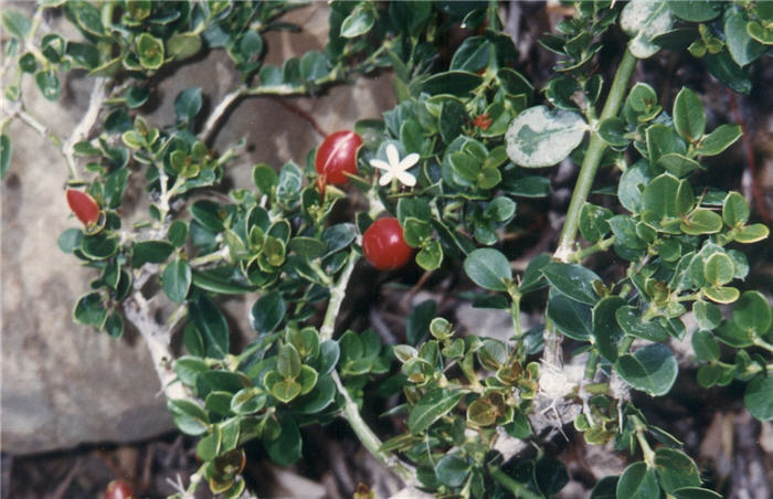 Plant photo of: Carissa macrocarpa