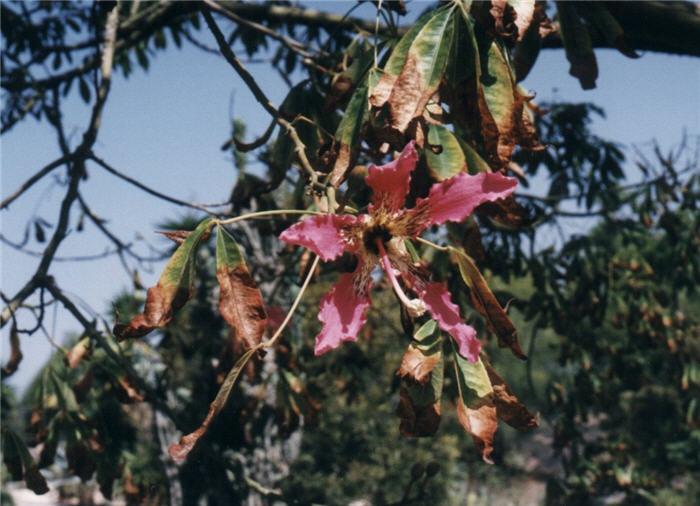 Plant photo of: Chorisia speciosa 'Majestic Beaut