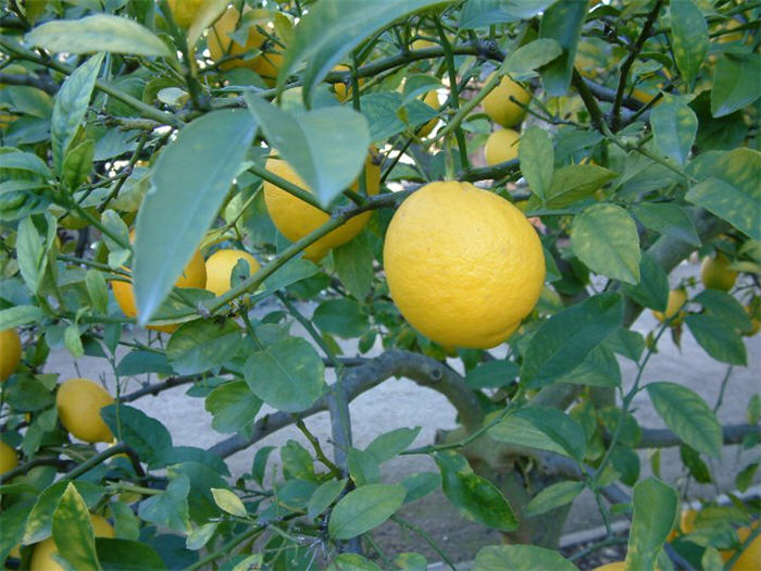 Plant photo of: Citrus X 'Improved Meyer'