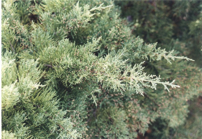 Plant photo of: Juniperus chinensis 'Pfitzeriana Glauca'