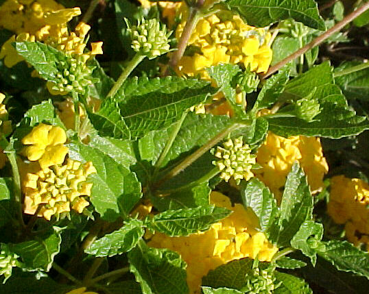 Plant photo of: Lantana 'New Gold'