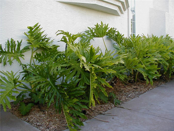 Plant photo of: Philodendron bipinnatifidum