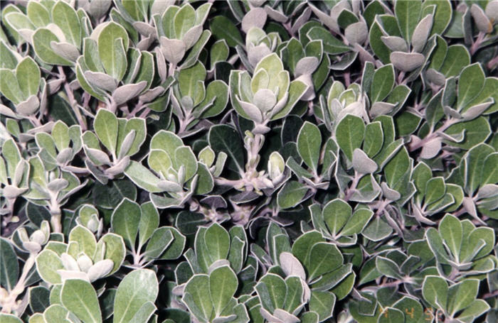 Plant photo of: Pittosporum crassifolium 'Compactum'