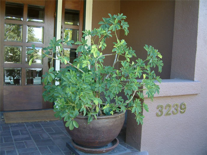 Plant photo of: Schefflera arboricola