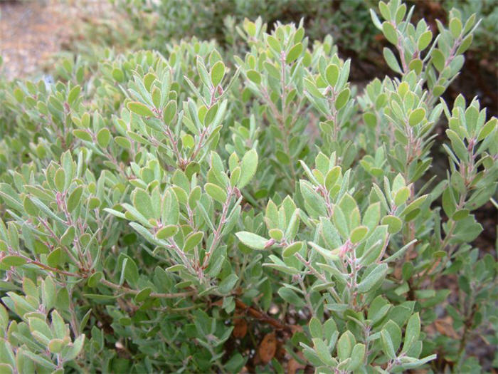 Plant photo of: Arctostaphylos pumila