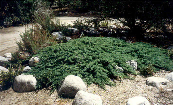 Plant photo of: Juniperus communis