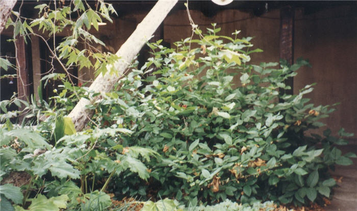 Plant photo of: Calycanthus occidentalis