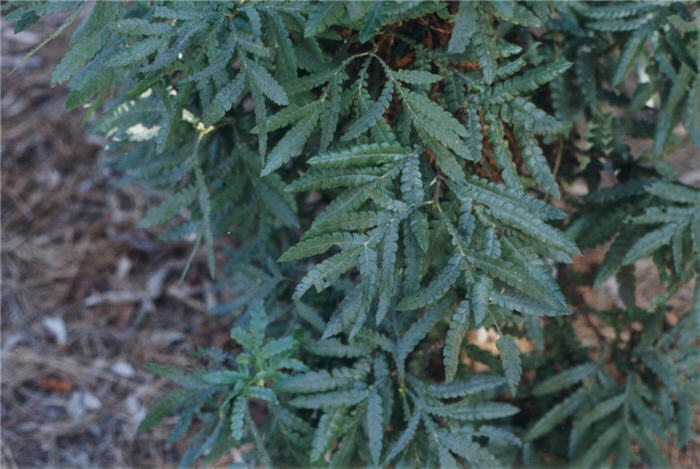 Plant photo of: Lyonothamnus floribundus asplenifolius