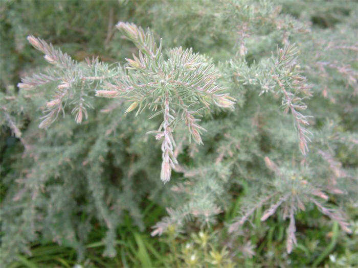 Plant photo of: Melaleuca incana
