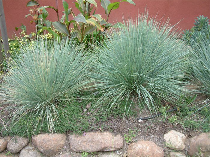Plant photo of: Festuca amethystima 'Superba'