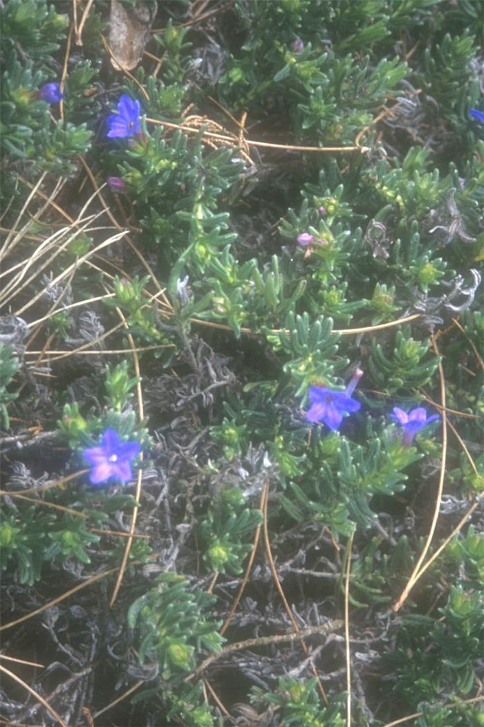 Plant photo of: Lithodora diffusa 'Grace Ward'