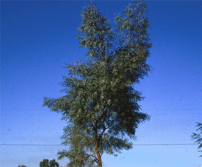 Plant photo of: Eucalyptus nicholii
