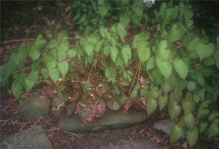 Plant photo of: Epimedium X rubrum