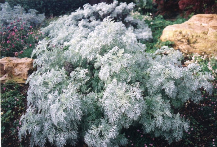 Plant photo of: Artemisia schmidtiana 'Silver Mound'