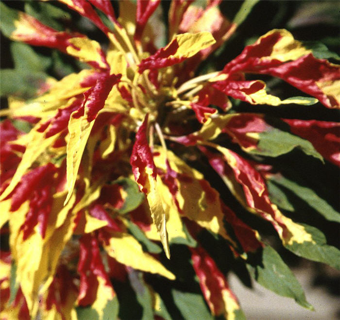 Plant photo of: Amaranthus tricolor