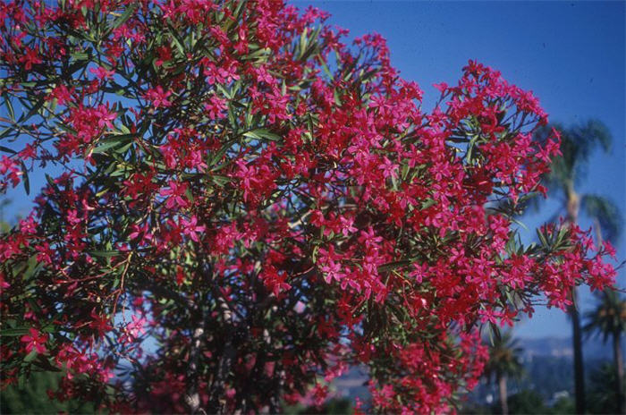 Plant photo of: Nerium oleander