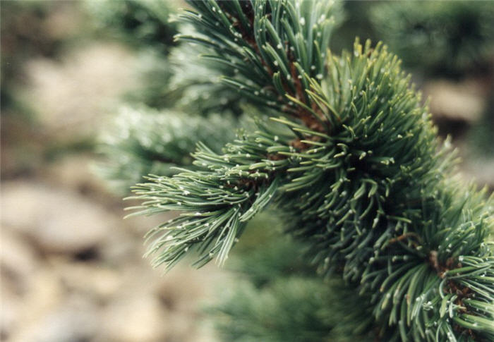 Plant photo of: Pinus aristata